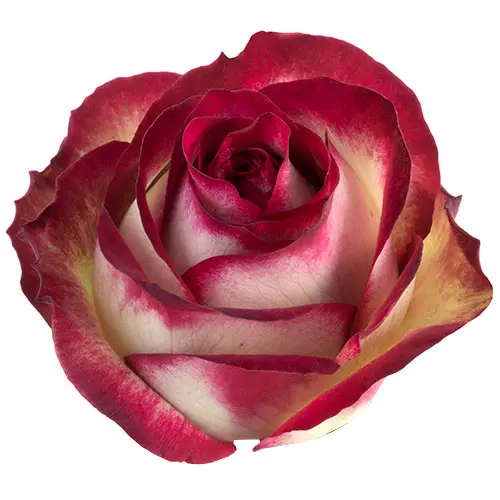  Roses 60cm Bicolor Pink Absurda  