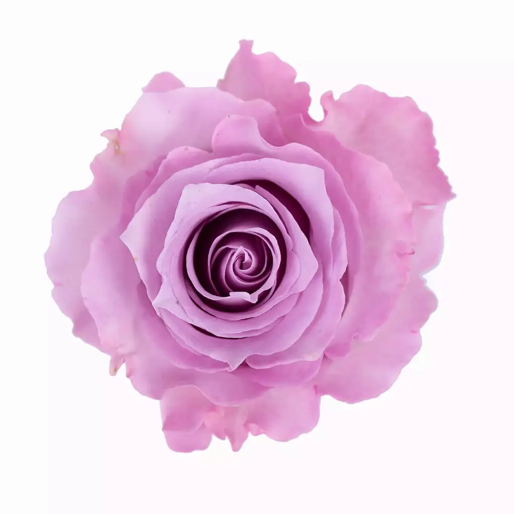 Roses 50cm Lavender Blue Dream 