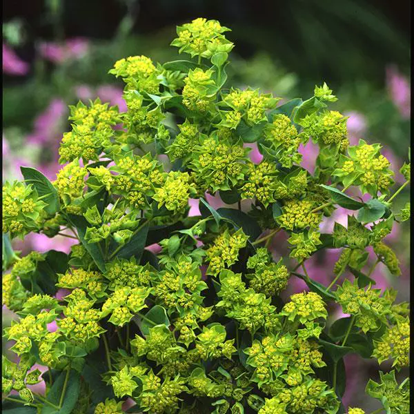 Bupleurum Griffiti 60 CM 