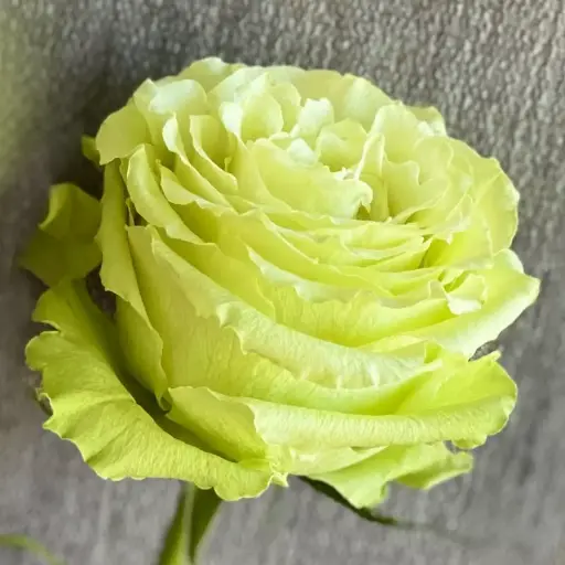  Roses 40cm Green Lemonade 