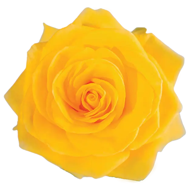 Roses 60cm Yellow Summer Romace
