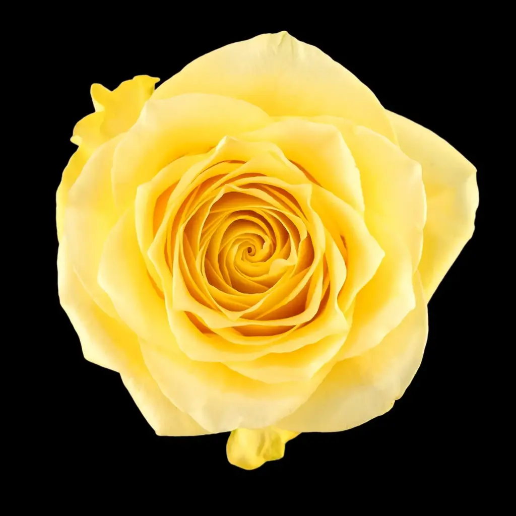 Roses 60cm Yellow Rise and Shine