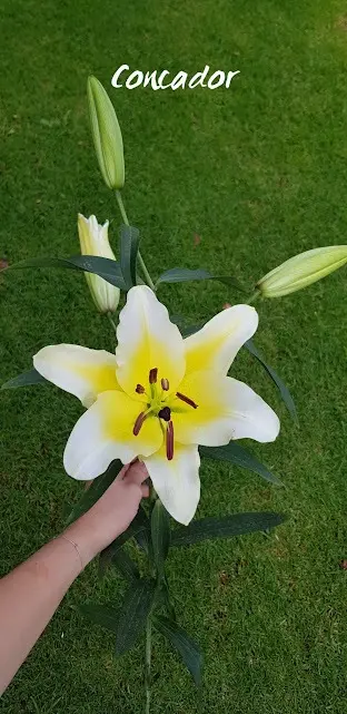 Lily Oriental Yellow 2-3 Blooms