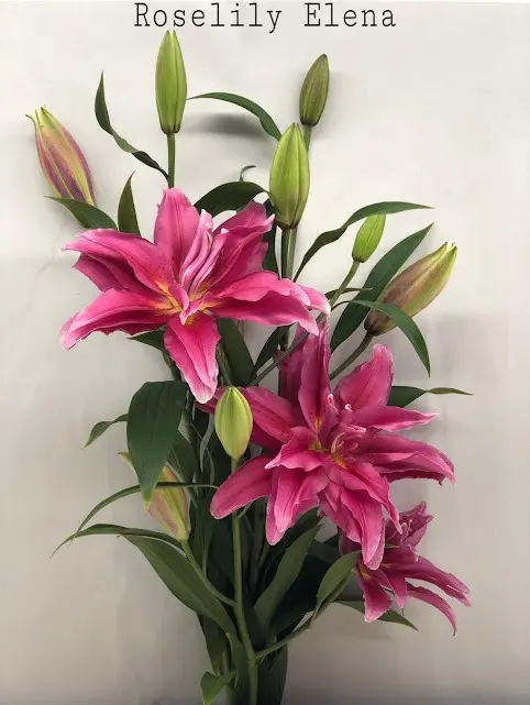 Lily Rose Hot Pink 2-3 blooms 
