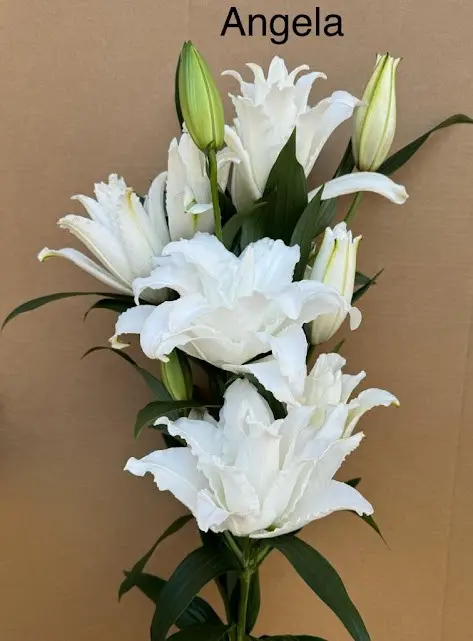 Lily Rose White 2-3 blooms  