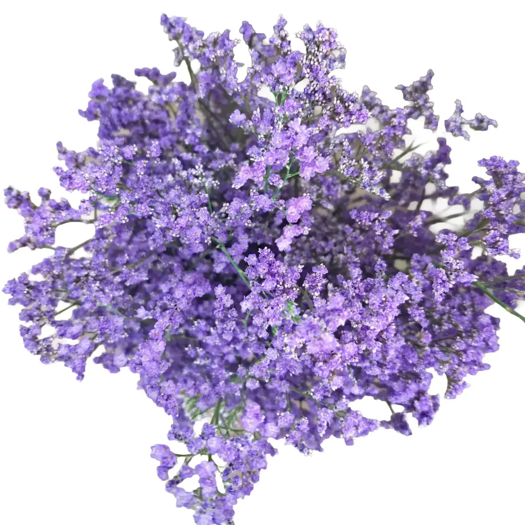 Limonium  Purple 70 cm