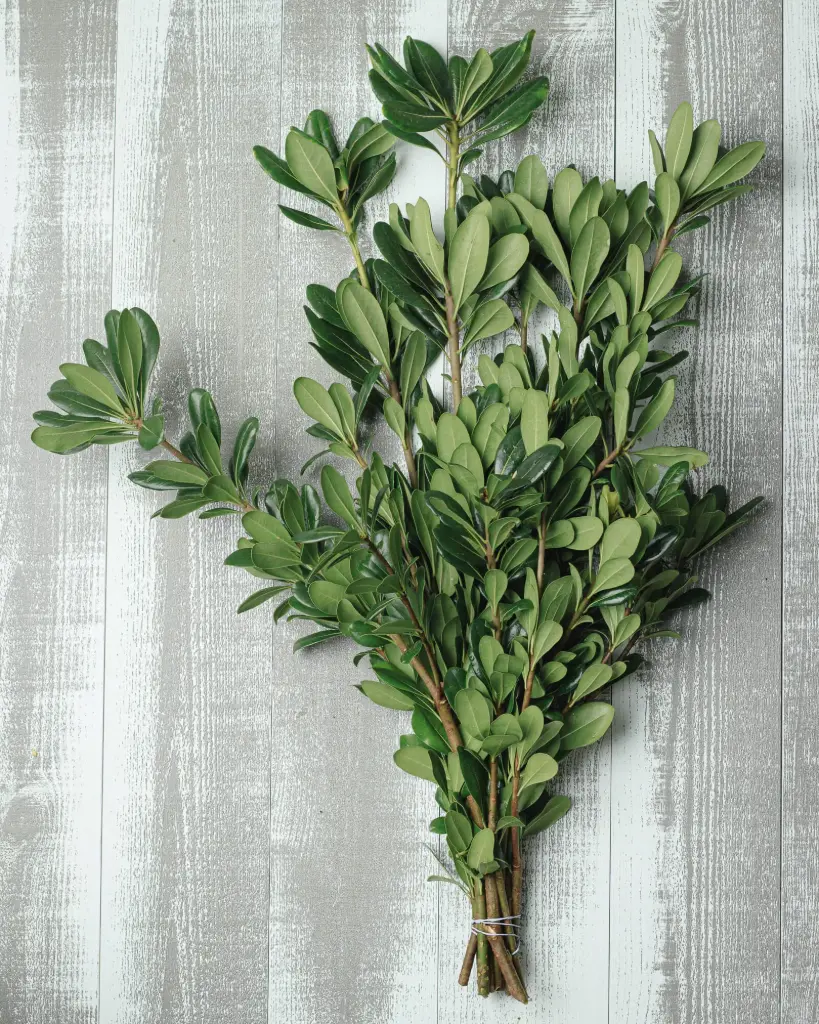 Greenery Pittosporum Green