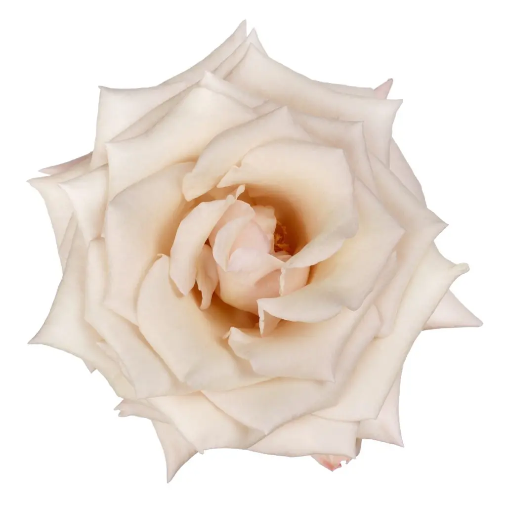  Roses 50cm Peach Aly