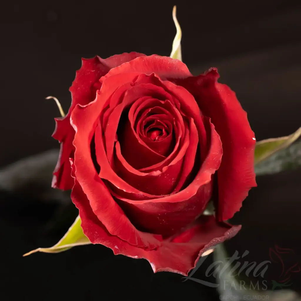 Roses 60cm Red Born Free 
