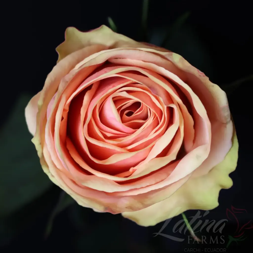 Roses 50cm Pink Dessert