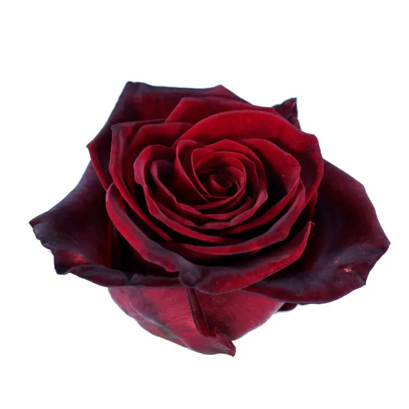 Roses 60cm Red Black Magic