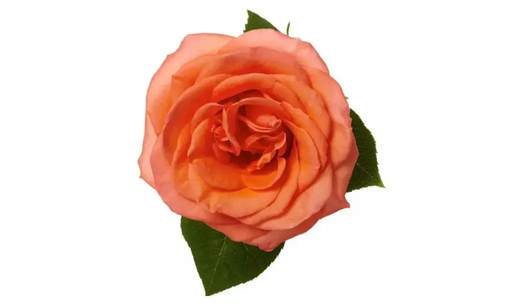  Roses 50cm Orange Papaya