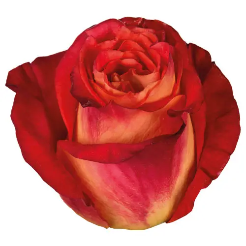  Roses 60cm Bicolor Yellow New Flash