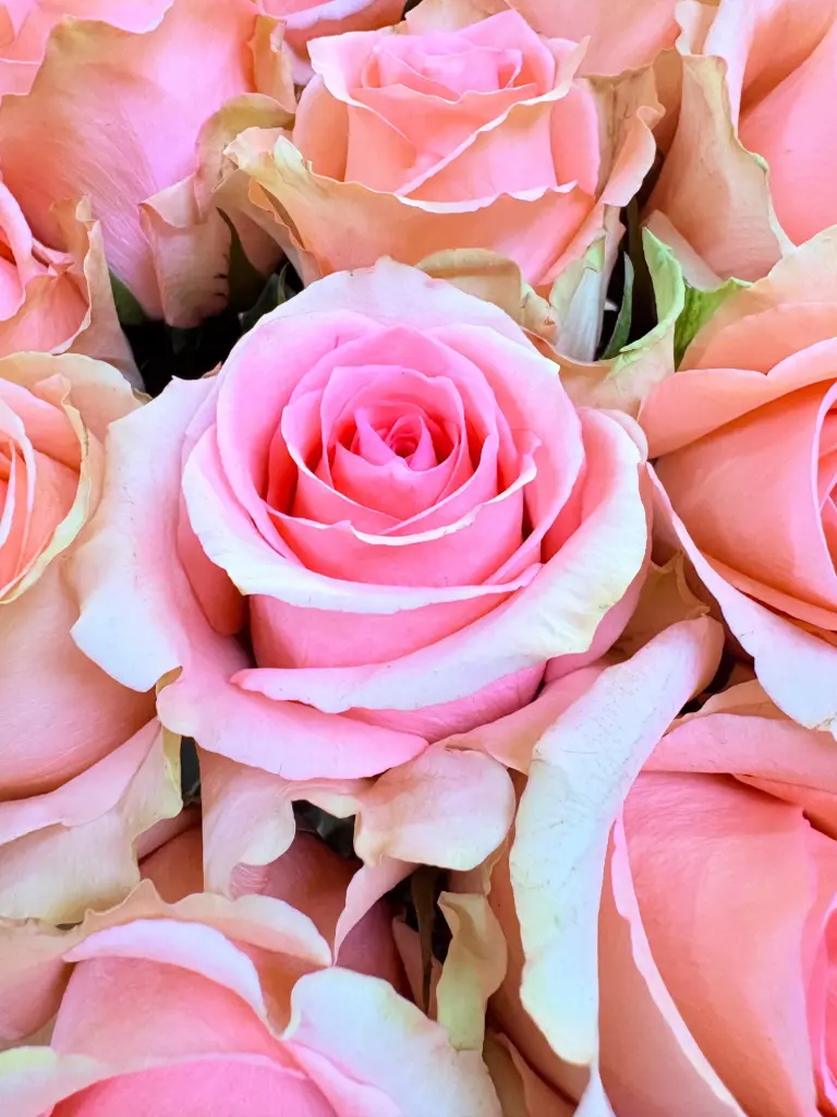  Roses 50cm Pink Pink Flirty 