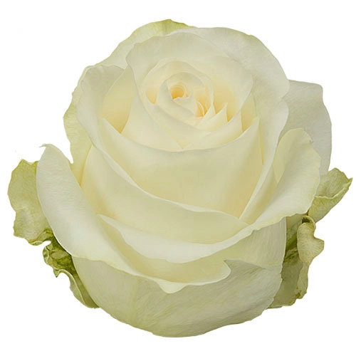 Roses 50cm White Glacier Magic