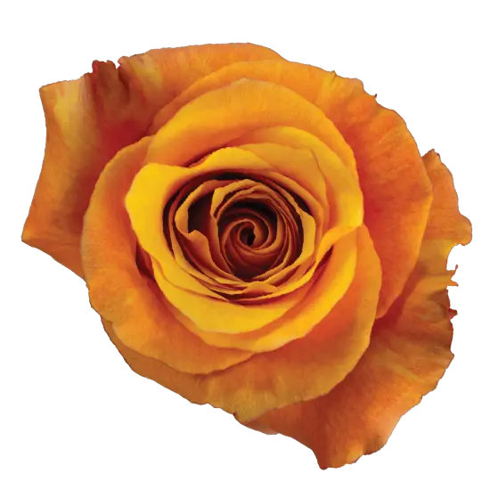  Roses 60cm Orange Lumia 