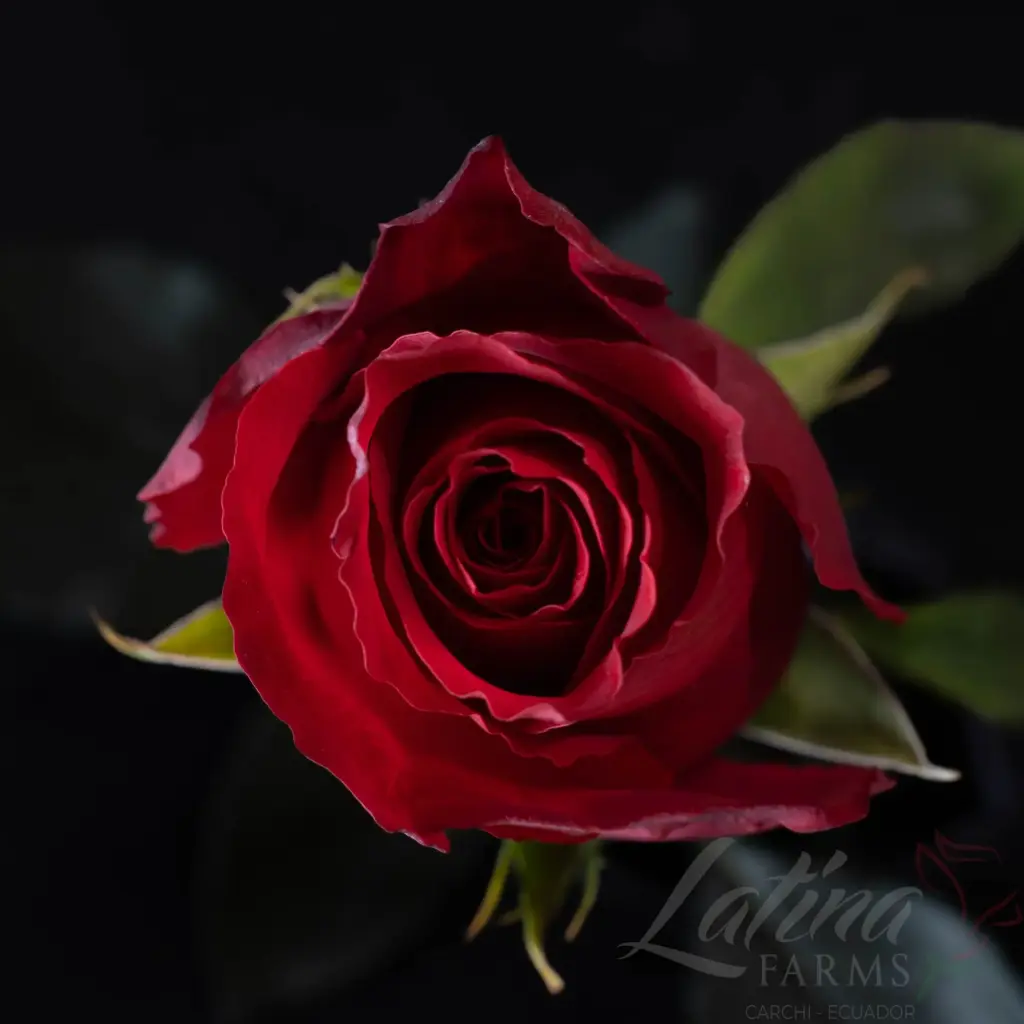    Roses 50cm Red Dallas