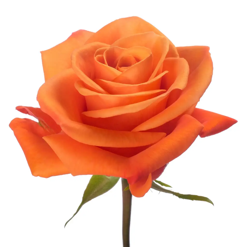  Roses 50cm Orange Carnelian 