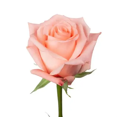 Roses 60cm Pink Engagement 