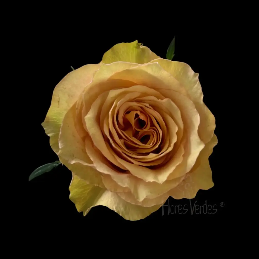  Roses 50cm Peach Salmon  Pistaccino