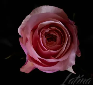 Roses 60cm Pink Precious Bella 