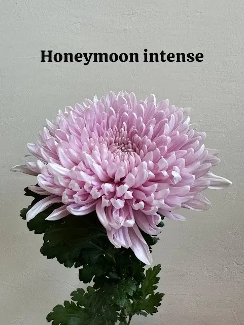 Chrysanthemum Cremon  Pink Honeymoon Intense