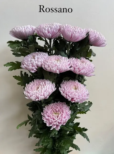 Chrysanthemum Cremon Pink Rossano 
