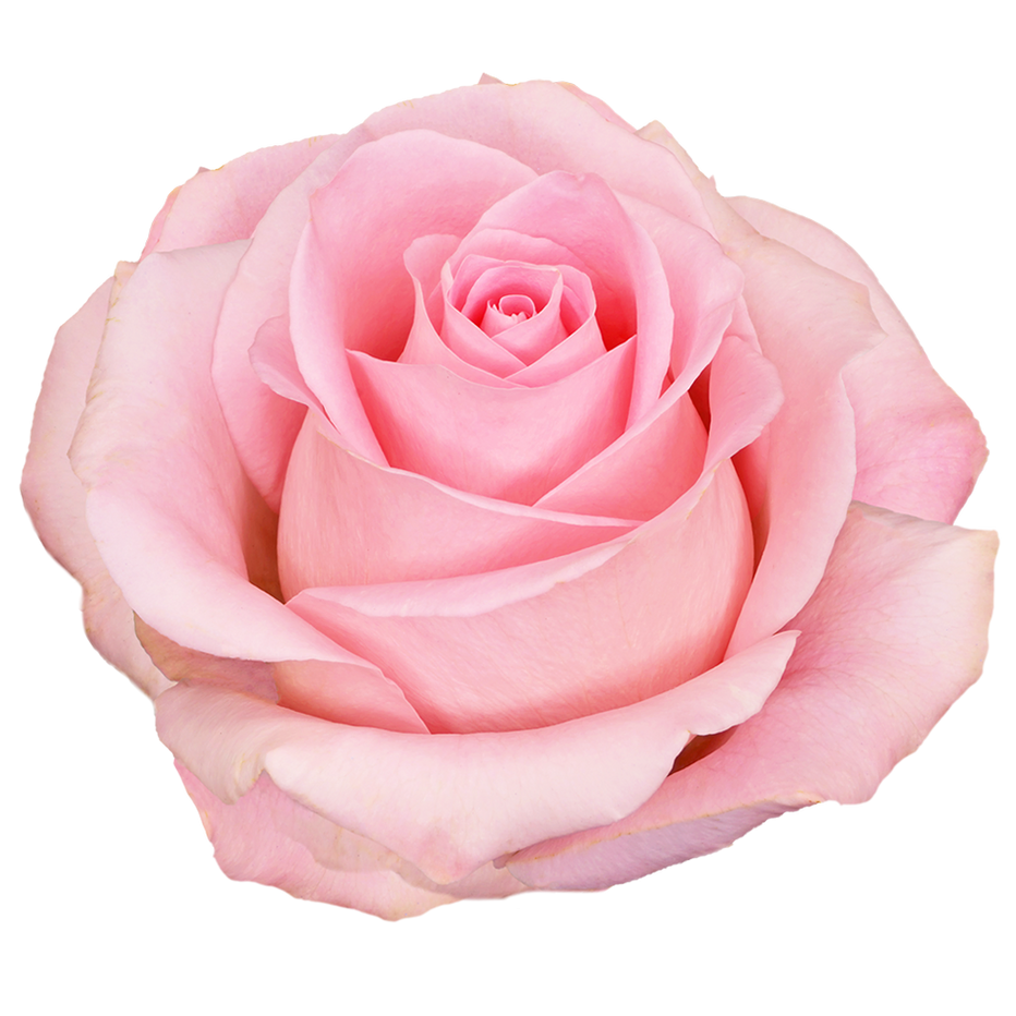  Roses 70cm Pink Luciano