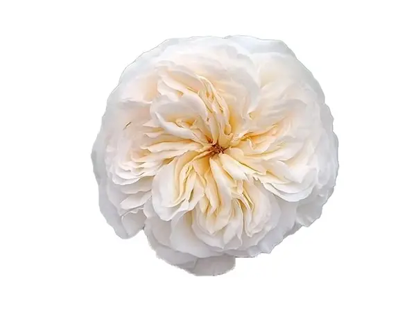  Roses 50 cm Premium Vicky Garden Peach 