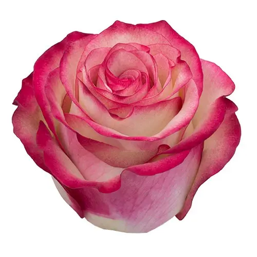  Roses 50cm Bicolor Pink Paloma 