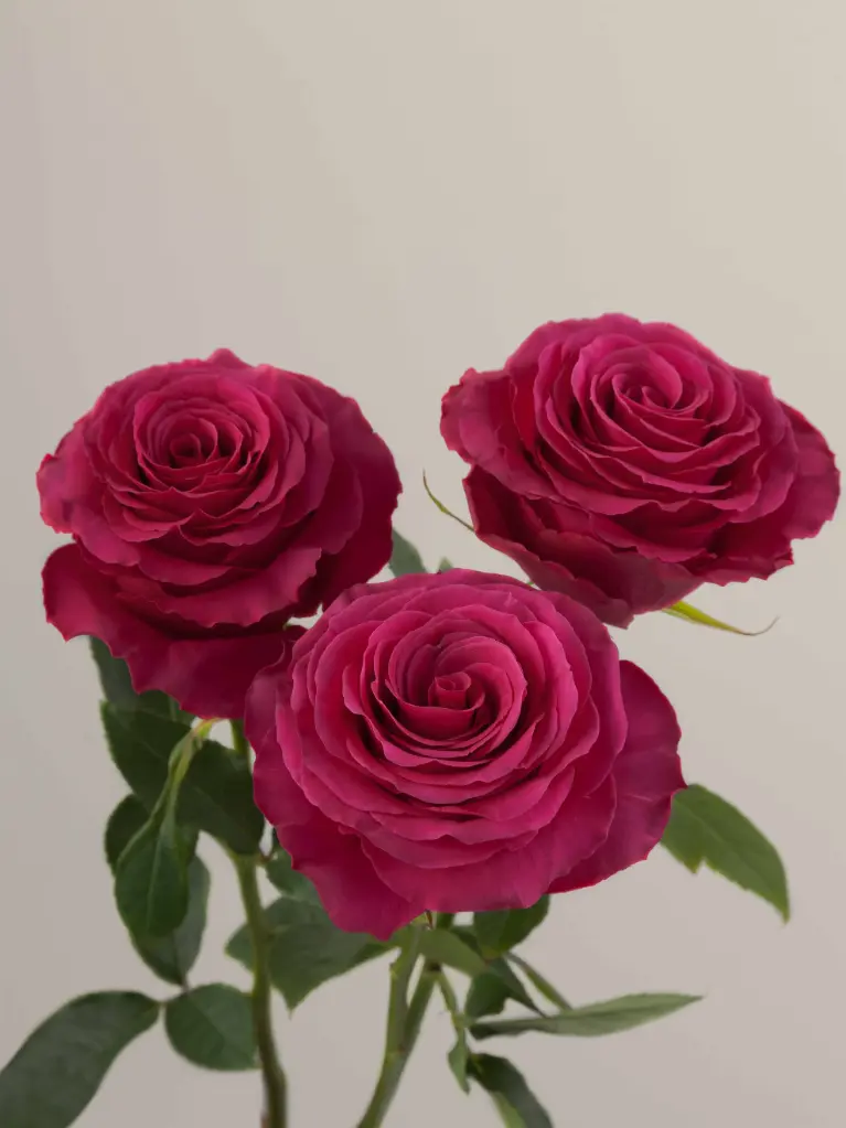 Roses 50cm Hot Pink Hot Spot 