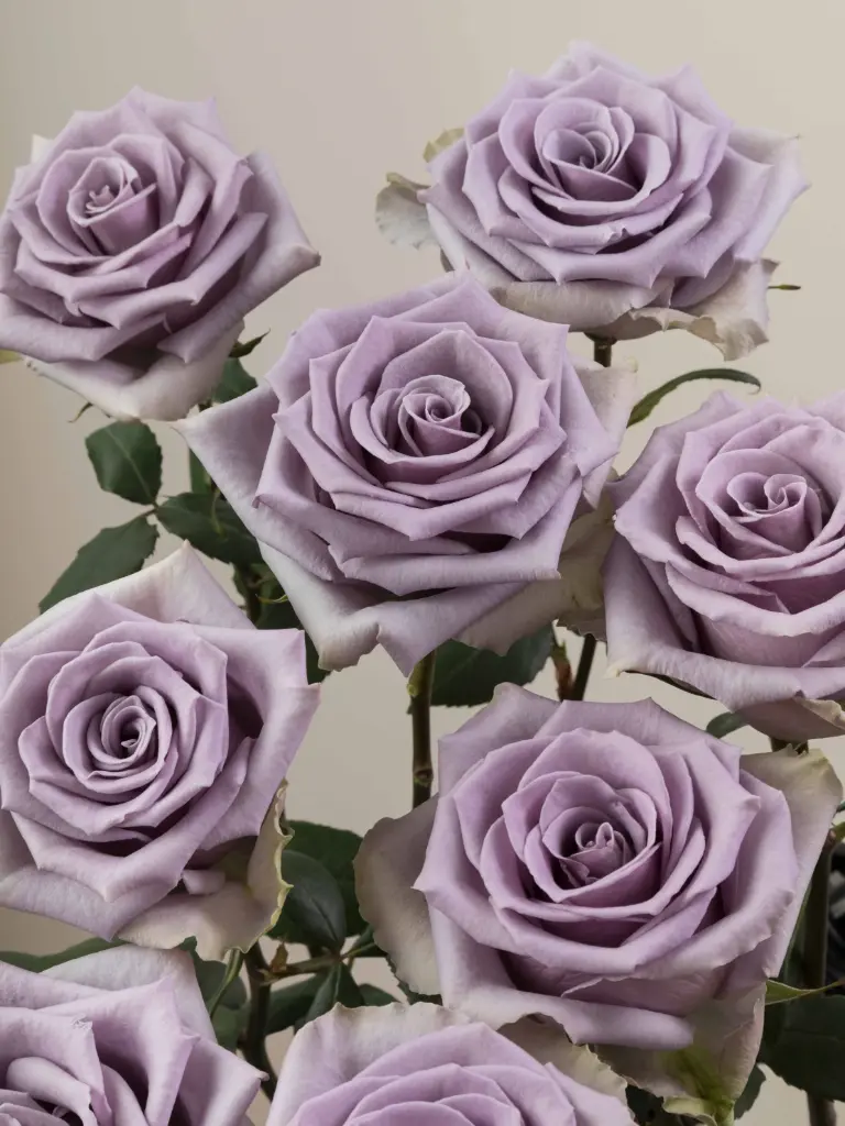  Roses 60cm Lavender Shocking Blue 