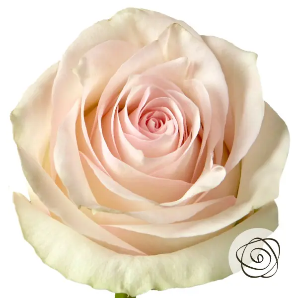  Roses 50cm Blush Pomarosa