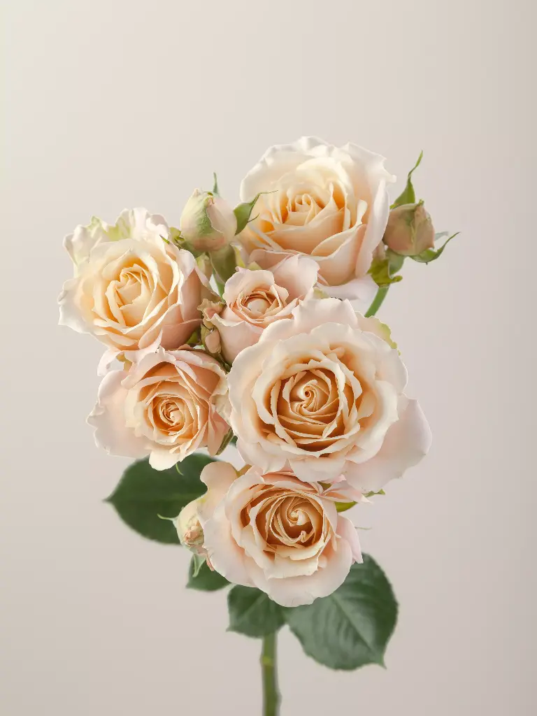Spray Garden Roses 50cm Peach Sahara Sensation 