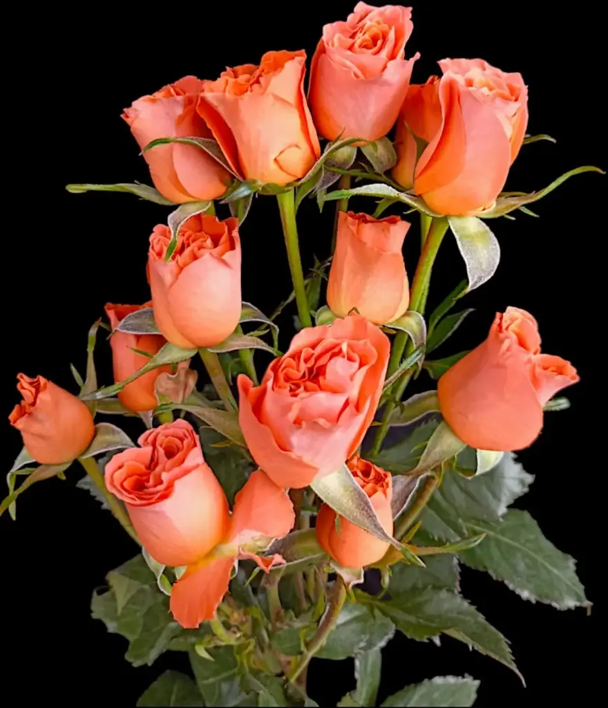  Spray Roses 50cm Orange Alegria