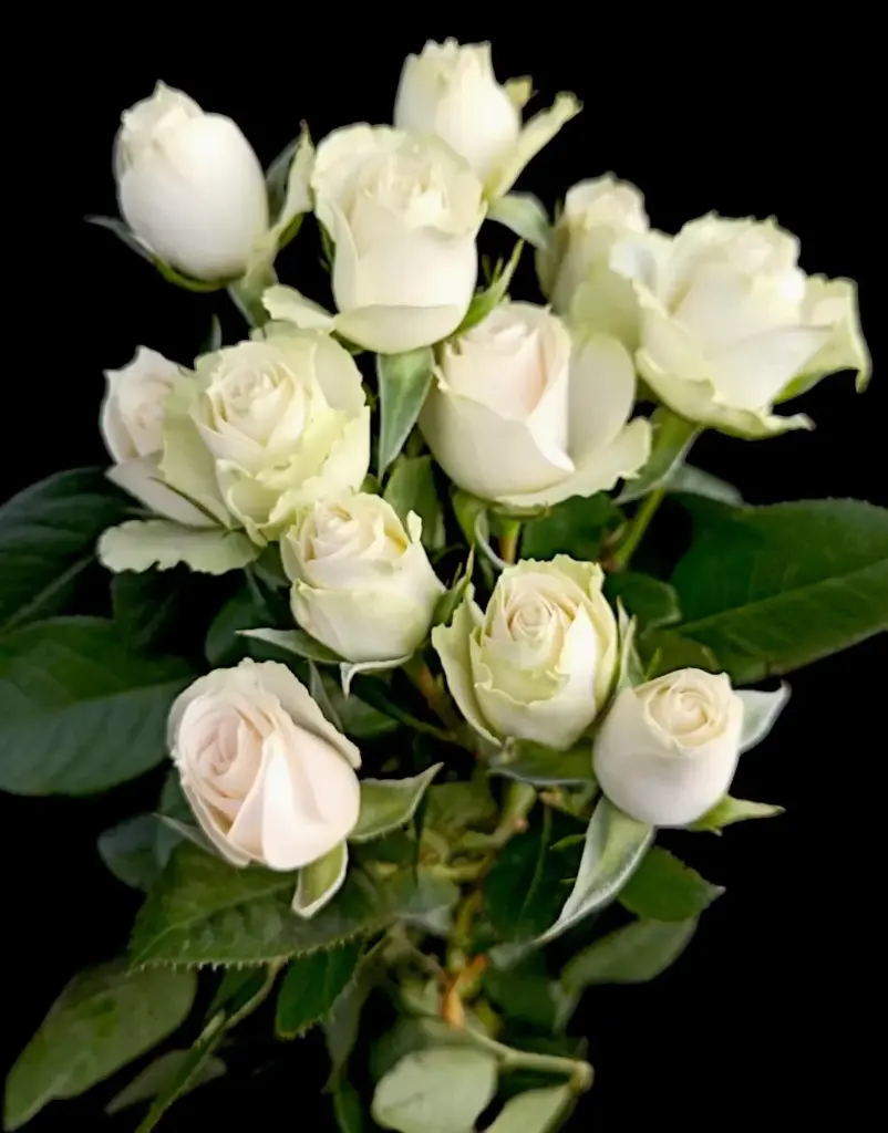  Spray Roses 50cm White Irishka  