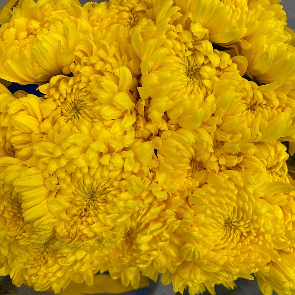 Chrysanthemum Dutch Pompon Yellow Pasion de Almendras
