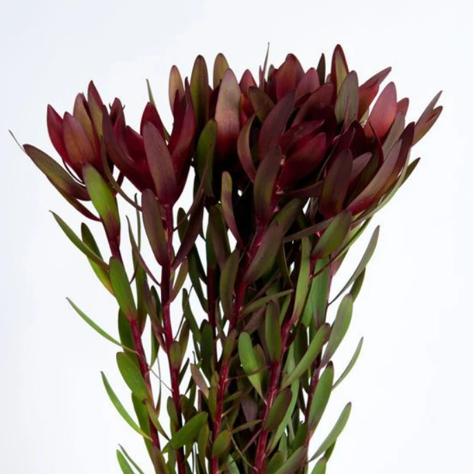 Leucadendron