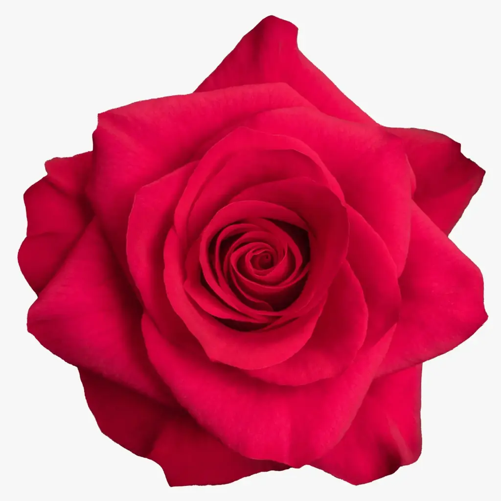  Roses 60cm Hot Pink Wild Dancer 