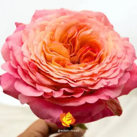  Roses 50cm Garden Like Salmon  Country Aquarell