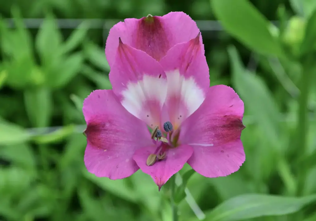 Alstroemeria Perfection 85cm Lavender