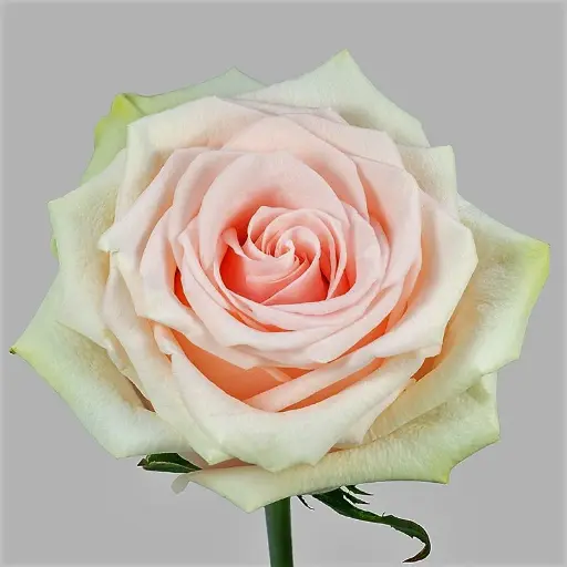 Roses 50cm Blush Salma