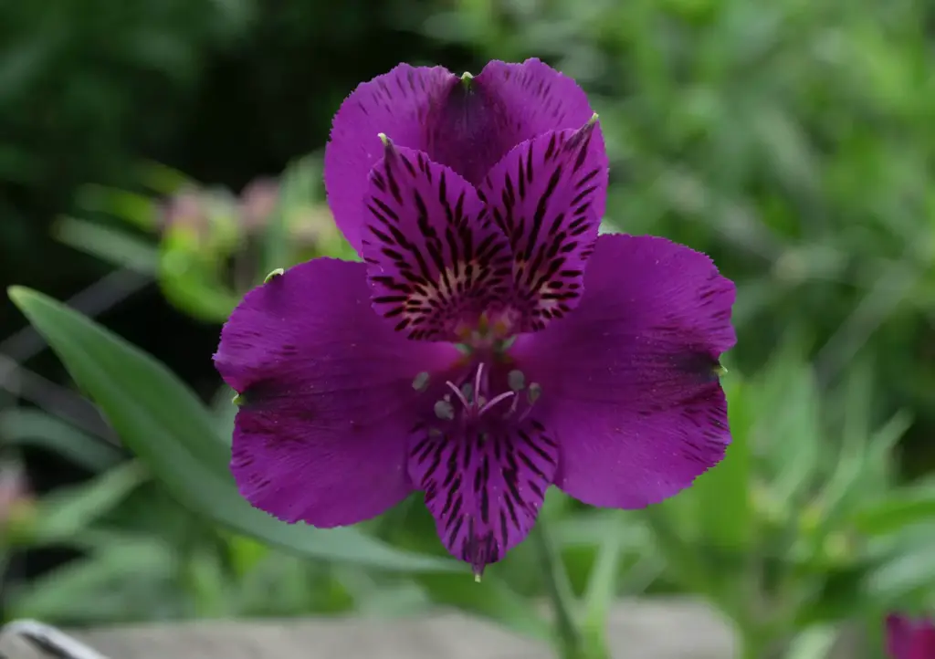 Alstroemeria Perfection 85cm Purple