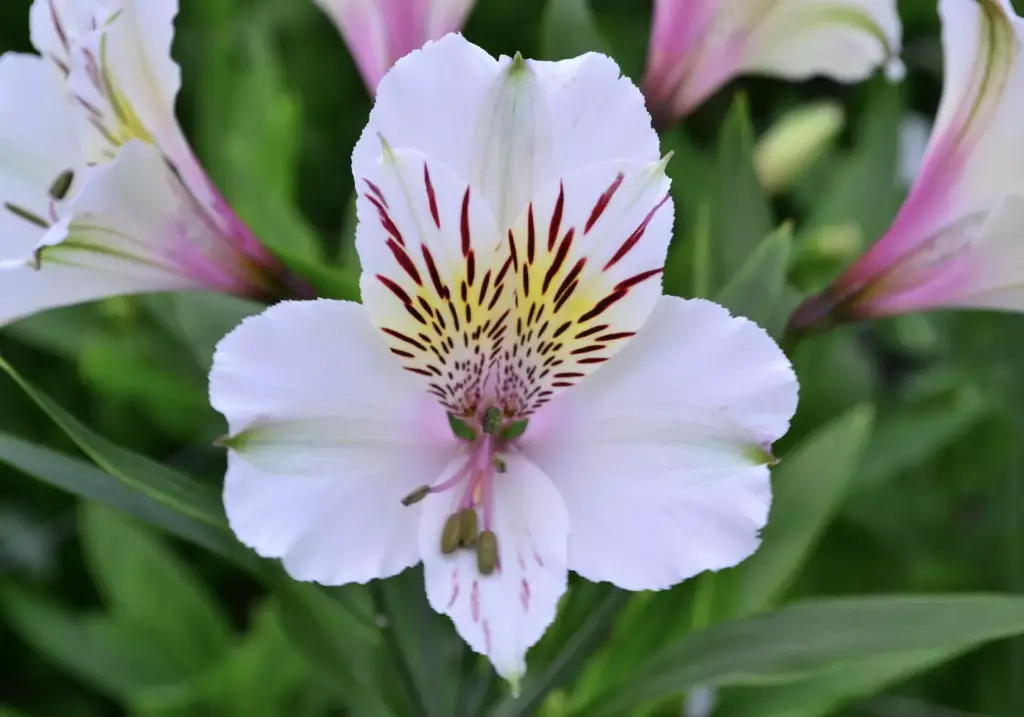 Alstroemeria Perfection 85cm White