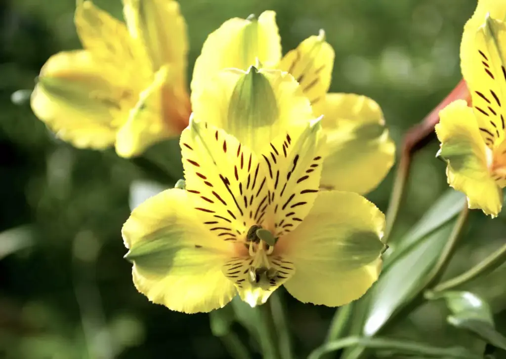 Alstroemeria Perfection 85cm Yellow