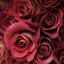 Roses 50cm Earth Tone Leonidas