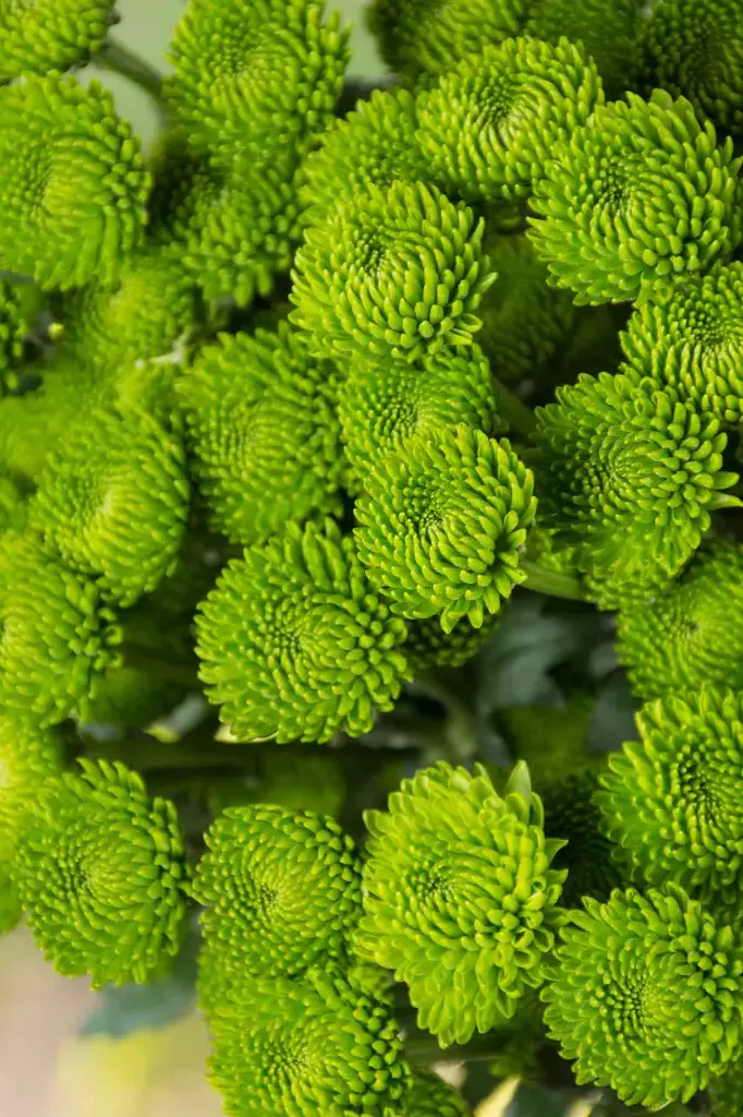 Chrysanthemum Buttons Green