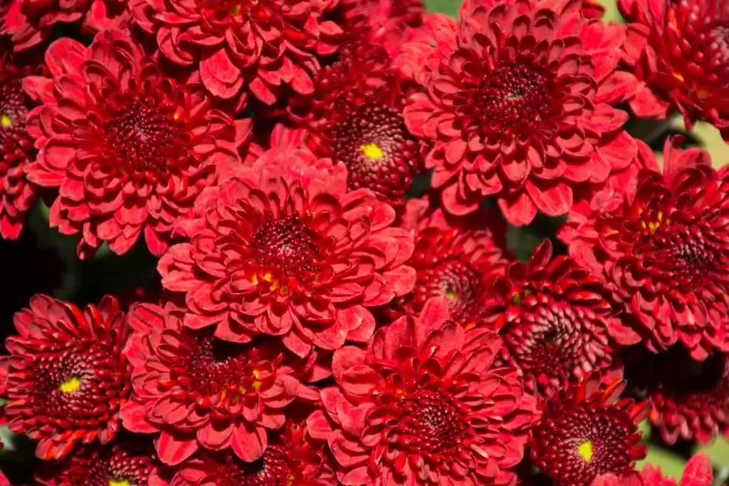 Chrysanthemum Buttons Red 