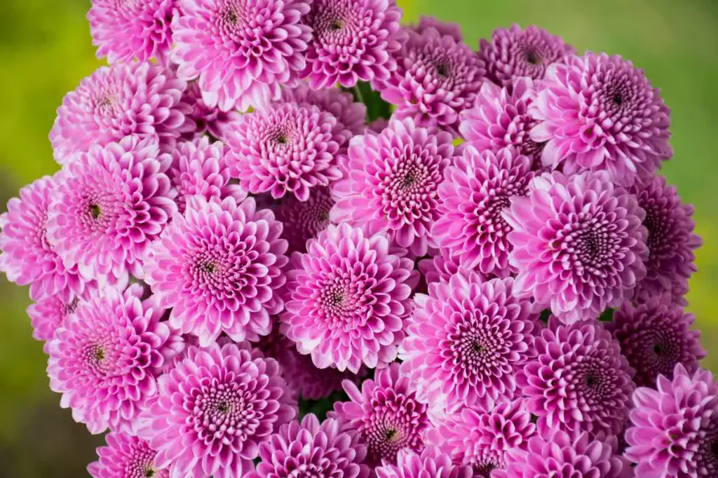 Chrysanthemum Buttons Lavender