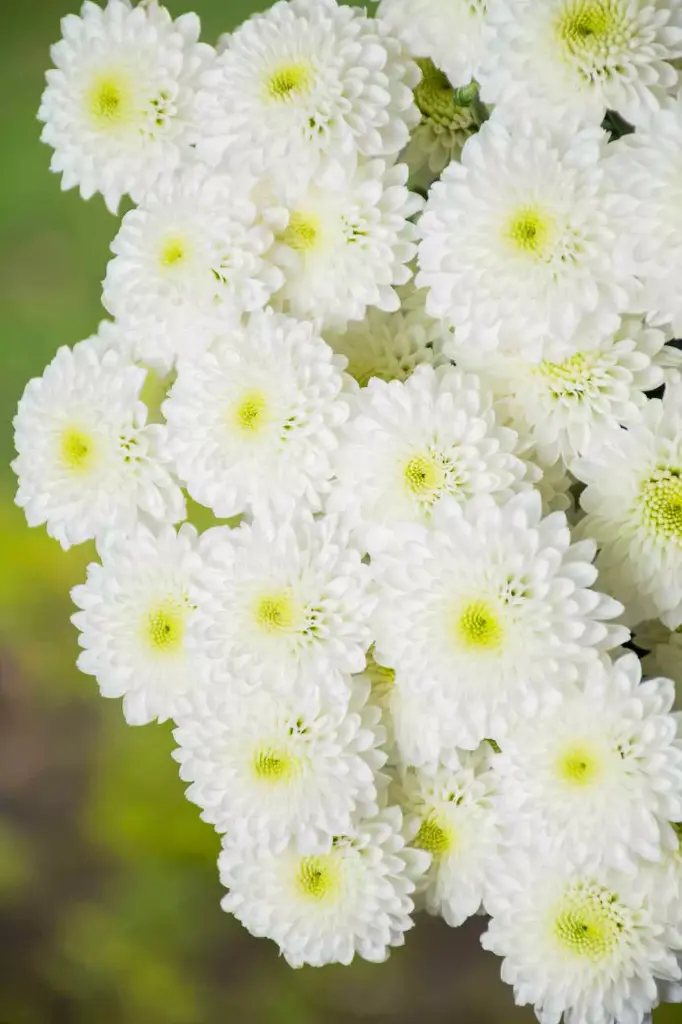 Chrysanthemum Buttons White 